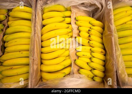 Eine Schachtel gelber Bananen, die in einem Supermarkt in Großbritannien verkauft werden. Stockfoto