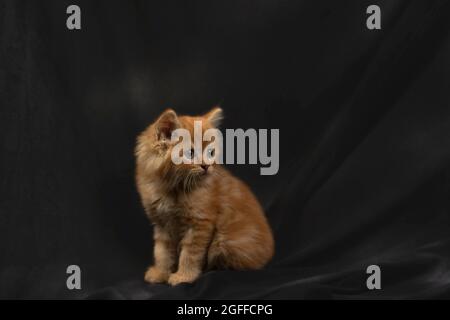 Niedliches hübsches Ragdoll-Kätzchen mit Petunia-Blüten im Vordergrund Stockfoto