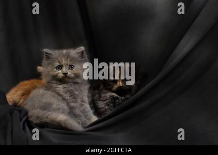 Niedliches hübsches Ragdoll-Kätzchen mit Petunia-Blüten im Vordergrund Stockfoto