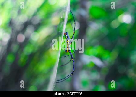 Schwarze und gelbe Spinne auf dem Netz mit dem Hintergrund sitzen. Black Widow Spider, Makrospinne, die ein Netz macht. Speicherplatz kopieren. Stockfoto