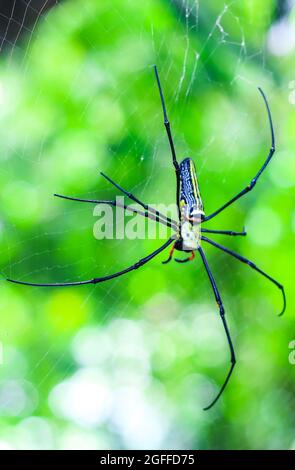 Schwarze und gelbe Spinne auf dem Netz mit dem Hintergrund sitzen. Black Widow Spider, Makrospinne, die ein Netz macht. Speicherplatz kopieren. Stockfoto