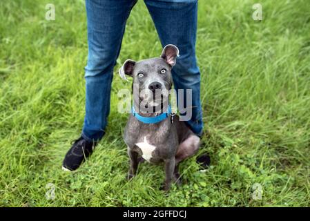 Grau american staffordshire Terrier mischen im Park auf grünem Gras Stockfoto