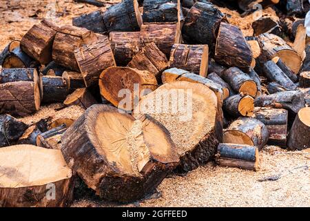 Foto eines Arbeitsbereichs mit Sägemehl und frisch geschnittenen Holzstämmen.das Foto wurde im horizontalen Format aufgenommen. Stockfoto