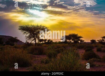 Silhouette eines Baumes bei Sonnenuntergang mit den schönen Farben des Himmels Stockfoto