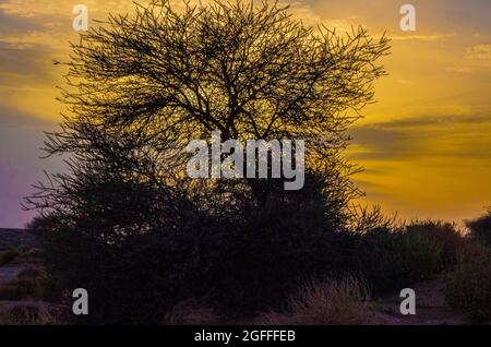 Silhouette eines Baumes bei Sonnenuntergang mit den schönen Farben des Himmels Stockfoto