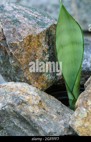 Sansevieria Moonshine Zimmerpflanze. Innenpflanzen im Freien Stockfoto