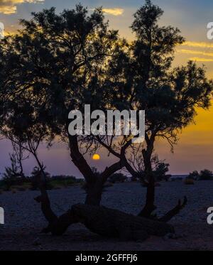 Silhouette eines Baumes bei Sonnenuntergang mit den schönen Farben des Himmels Stockfoto