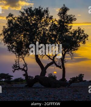 Silhouette eines Baumes bei Sonnenuntergang mit den schönen Farben des Himmels Stockfoto