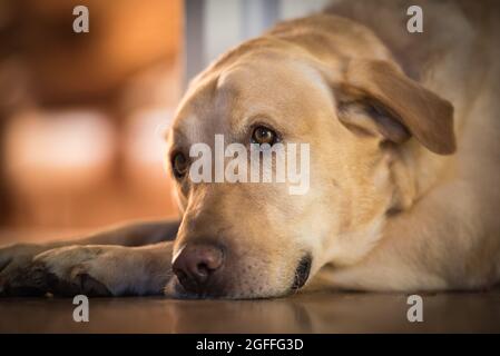 Süßer und sanfter gelber Labrador Retriever Hund auf dem Boden Stockfoto