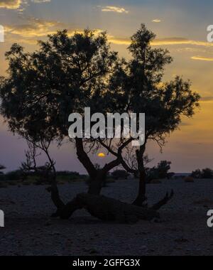 Silhouette eines Baumes bei Sonnenuntergang mit den schönen Farben des Himmels Stockfoto