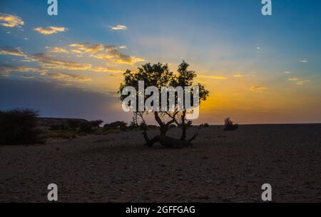 Silhouette eines Baumes bei Sonnenuntergang mit den schönen Farben des Himmels Stockfoto