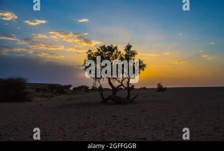 Silhouette eines Baumes bei Sonnenuntergang mit den schönen Farben des Himmels Stockfoto