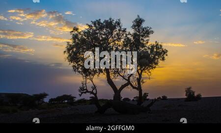 Silhouette eines Baumes bei Sonnenuntergang mit den schönen Farben des Himmels Stockfoto