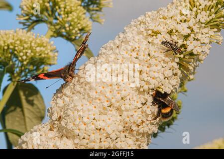 Nahaufnahme eines Rotadmiral-Schmetterlings (Vanessa atalanta), einer Hummel (Bombus) und einer Hausfliege (Musca domestica), die sich auf einem weißen buddleja davidii-Busch ernährt Stockfoto