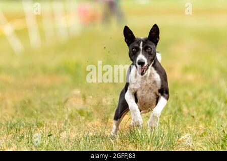 Das Basenji Hundetraining läuft über das Feld Stockfoto