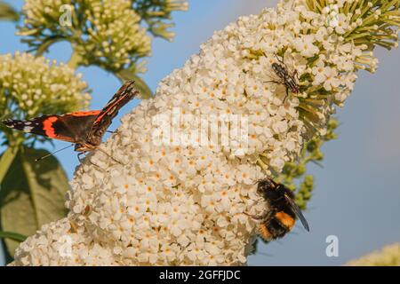 Nahaufnahme eines Rotadmiral-Schmetterlings (Vanessa atalanta), einer Hummel (Bombus) und einer Hausfliege (Musca domestica), die sich auf einem weißen buddleja davidii-Busch ernährt Stockfoto
