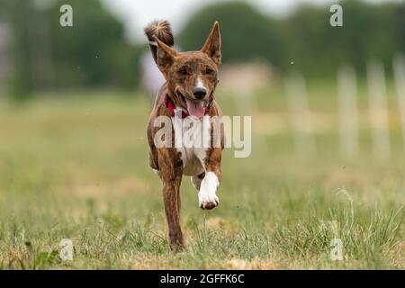 Das Basenji Hundetraining läuft über das Feld Stockfoto