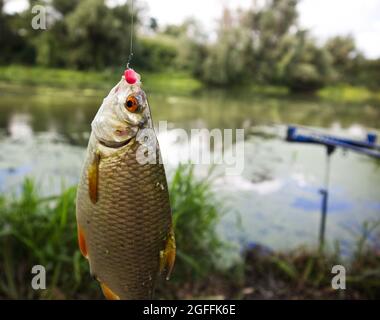 Kakerlake, die am Fluss auf Köder gefangen wird und an einem Haken hängt. Frisch gefangener Fisch an einem Haken und Angelschnur. Stockfoto