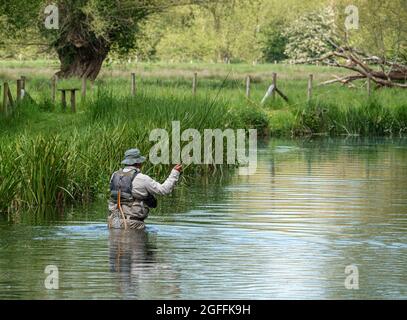 Ein Mann in Brustwarze steht im Fluss Avon, Wiltshire Fliegenfischen für Bachforelle Stockfoto