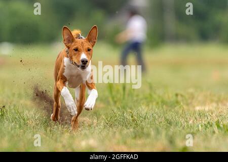 Das Basenji Hundetraining läuft über das Feld Stockfoto