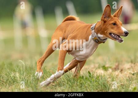 Das Basenji Hundetraining läuft über das Feld Stockfoto