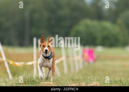 Das Basenji Hundetraining läuft über das Feld Stockfoto