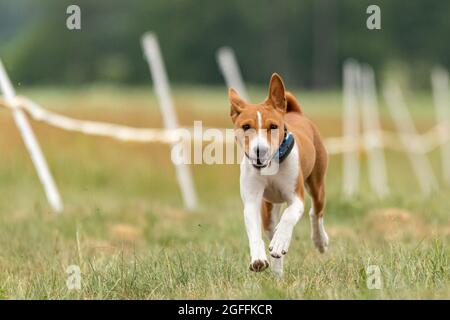 Das Basenji Hundetraining läuft über das Feld Stockfoto