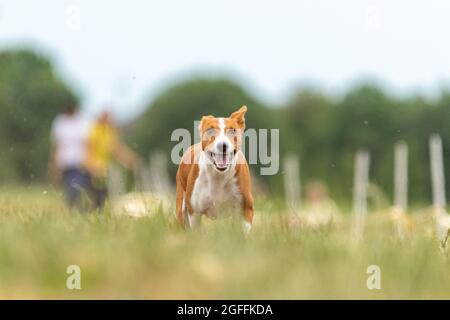 Das Basenji Hundetraining läuft über das Feld Stockfoto