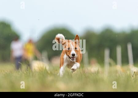 Das Basenji Hundetraining läuft über das Feld Stockfoto