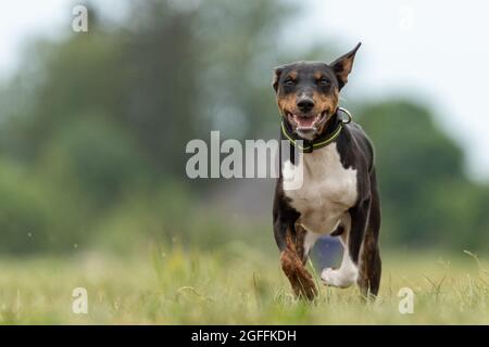 Das Basenji Hundetraining läuft über das Feld Stockfoto