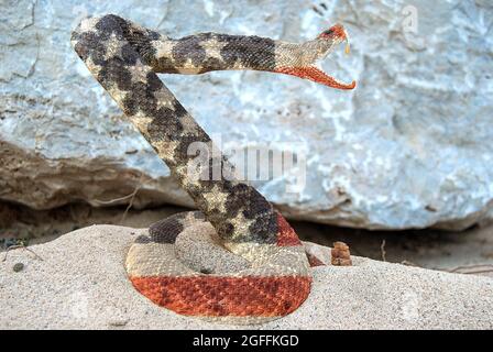 Amerikanisches Flaggenmuster auf einer Klapperschlange im Wüstensand und grauem Felshintergrund Stockfoto