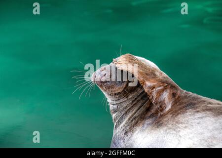 Dichtung liegt am Wasser. Lustige Robbe bedeckte seine Augen mit seiner Pfote auf grünem Hintergrund Stockfoto