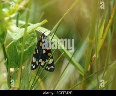 Nahaufnahme einer schönen scharlachroten Tigerteule (Callimorpha dominula, früher Panaxia dominula), die auf einem Grashalm ruht Stockfoto