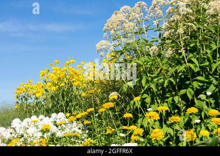 Großer Pflanzengarten Joe Pye Weed Eutrochium fistulosum 'Elfenbeintürme', Rudbeckia 'Herbstsonne' Blumen Zinnias Phlox gelb weißer Garten Stockfoto