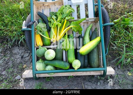 Bieten Sie den Passanten Gemüse aus dem Wagen an, Überschüsse aus dem Gemüsegarten Stockfoto