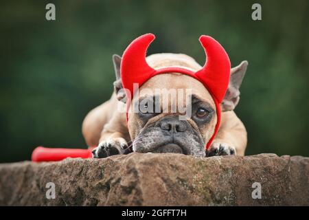 Niedlicher französischer Bulldogge trägt Halloween Kostüm mit roten Teufelshörnern und Schwanz Stockfoto