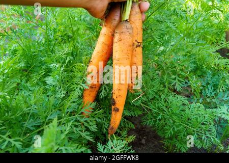 Karotten auf einem Gemüsefeld auf dem offenen Feld anbauen. Karottenanbaugebiet. Agrarindustrie. Stockfoto