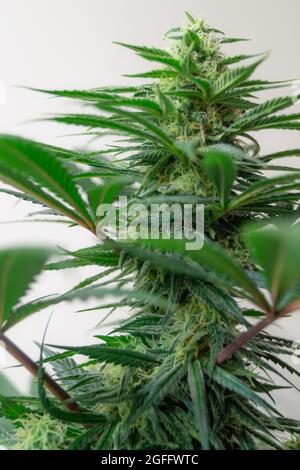 Schöne Cannabispflanzen in Makroaufnahme mit schönen Trichomen im Blütenzustand. Stockfoto