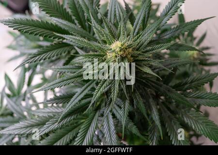 Schöne Cannabispflanzen in Makroaufnahme mit schönen Trichomen im Blütenzustand. Stockfoto