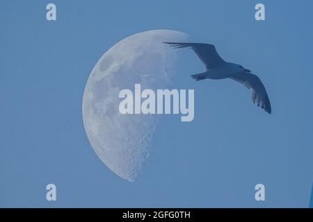 Schöne Aussicht auf den Mond mit einer Möwe, die über den Himmel fliegt, Beschaulichkeit Konzept Stockfoto