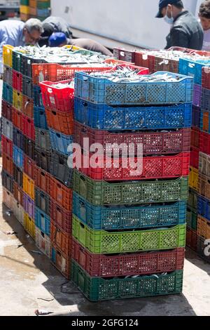 Sardinen in Plastikbehältern, Fischmarkt, Essaouira, Marokko Stockfoto