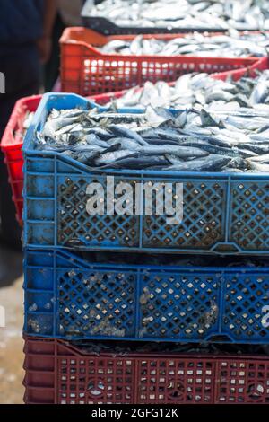 Sardinen in Plastikbehältern, Fischmarkt, Essaouira, Marokko Stockfoto