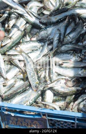 Sardinen in Plastikbehältern, Fischmarkt, Essaouira, Marokko Stockfoto
