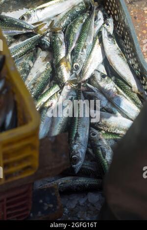 Sardinen in Plastikbehältern, Fischmarkt, Essaouira, Marokko Stockfoto
