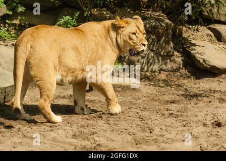 Löwin Jägerin nähert sich heimlich, ihre Augen konzentrieren sich auf die Beute. Seitenansicht, Ganzkörper, Pfoten auf Sandboden mit Felsen und Vegetationshintergrund. Stockfoto