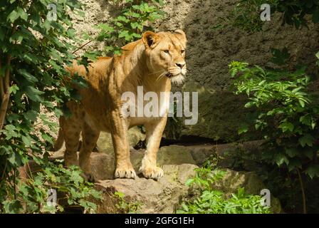 Löwin steht auf einem Felsen, umgeben von Grün, starrt in die Ferne. Die wachsam Haltung eines fokussierten Kämpfers. Stockfoto