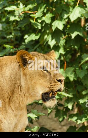 Profil der Löwin Jäger mit offenem Mund und Zähnen sichtbar, starrte in der Ferne auf grünen Blättern Hintergrund. Nahaufnahme, Seitenansicht, Hochformat. Stockfoto