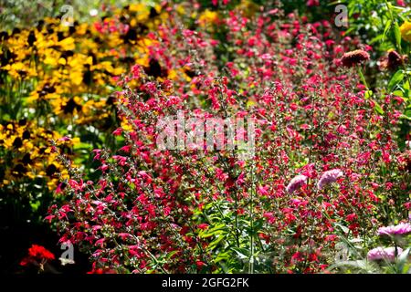 Scharlachrote Salvia coccinea „Lady in Red“ Stockfoto