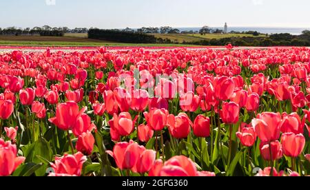 Farbenfrohe Tulpenblüten in voller Blüte auf der Table Cape Tulip Farm, Wynyard, Tasmanien, Australien Stockfoto