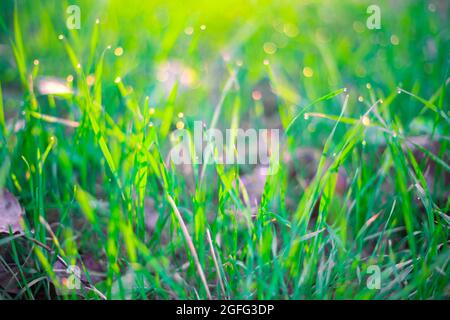 Grüner vegetativer Hintergrund. Gras mit Tautropfen und Bokeh bei Sonnenaufgang im Sommer. Weicher unscharfer Fokus. Stockfoto